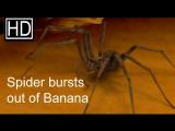 New Banana-spider Fruit