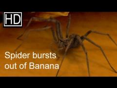 New Banana-spider Fruit