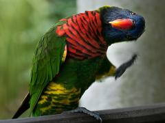 Laughing Parrot