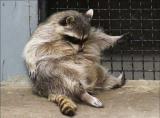 A Drunk Raccoon in a Warehouse