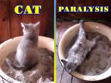 Cat Paralysis in a Litter Box