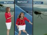 Spider Meteorologist Scare
