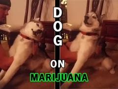 Dog On Marijuana