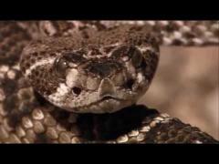 Roadrunner Bird VS. Rattle Snake