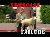 An Adopted Peeing Sheep Newscast Failure