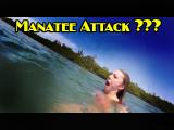 Manatee Attack or Attack On Manatee?