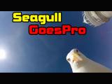 Seagull Steals a Camera While It Was Recording!