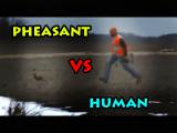 Human Vs Pheasant