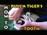 How To Pull a Tiger’s Tooth