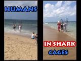 Humans in Shark Cages