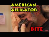 Don’t Let an American Alligator Bite Your Face
