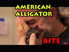 Don’t Let an American Alligator Bite Your Face