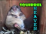 Northern Flying Squirrel Heaven