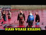 Mass Whale Killing