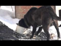 Why Some Dogs Are NOT On Facebook?